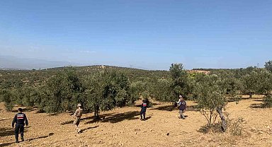 Balıkesir'de zeytinliklere jandarma koruması