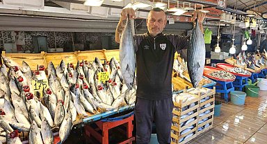 Bandırma Balık Hali'nde palamut bayramı yaşanıyor