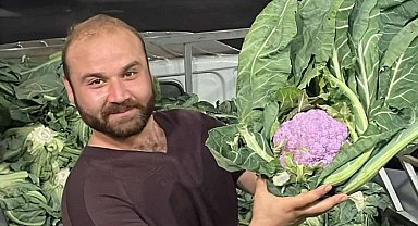 Bandırma halinde "Mor Karnabahar" şaşkınlığı