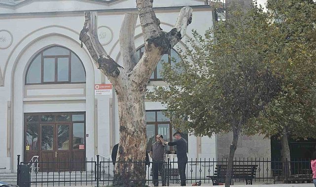 Bandırma'da asırlık kuruyan kavak ağacın kalan kısmı da kesildi