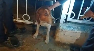 Bandırma'da demir parmaklıklara sıkışan köpek kurtarıldı
