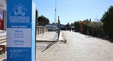 Barınakta "öldü" denilen köpeğin uyuduğu ortaya çıktı: "Aşağılıkça"