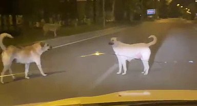 Başıboş sokak köpekleri kazaya davetiye çıkarıyor