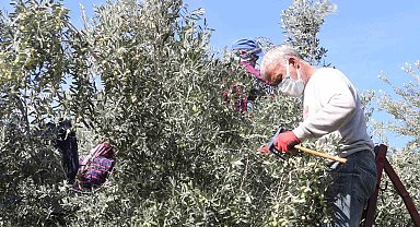 Başkan Murat Orhan'dan erken zeytin hasadına uyarısı