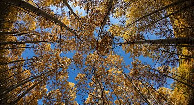 Başkan Özdoğan'dan doğa tutkunlarına davet: "Görmeyen kalmasın"