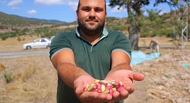 Başkentli çiftçiler 'yeşil altının' üretim kapasitesinin artırılması için aşılama desteği bekliyor