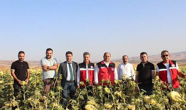 Batman'da yağlık ayçiçeği ekimi devlet desteğiyle yaygınlaştırılacak