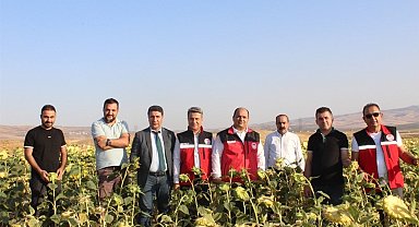 Batman'da yağlık ayçiçeği ekimi devlet desteğiyle yaygınlaştırılacak