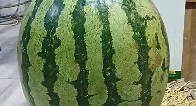 Batman'da yetiştirilen karpuz Diyarbakır karpuzuna rakip oldu