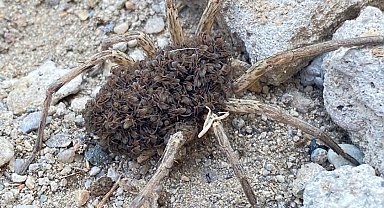 Batman'da yüzlerce yavrusunu sırtında taşıyan örümcek görüldü