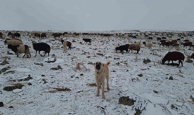 Bayburt'un yüksek kesimlerinde kar yağışı etkili oldu, göçerlerin yaylalardan köylere göçü başladı