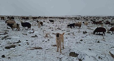 Bayburt'un yüksek kesimlerinde kar yağışı etkili oldu, göçerlerin yaylalardan köylere göçü başladı