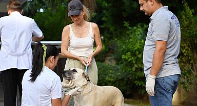 Belediye desteğiyle 4 sokak hayvanı sıcak yuvasına kavuştu
