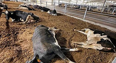 Besihanedeki 100'den fazla büyükbaş hayvan telef oldu