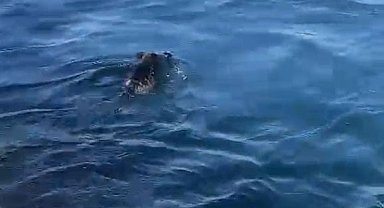 Beykoz'da denizde domuz gören balıkçı: "Palamuta geldik, domuz bulduk"