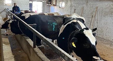 Beyşehir'de şap aşısı kampanyasında sona doğru