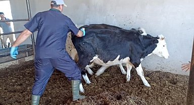 Beyşehir'de sonbahar şap aşısı kampanyası sürüyor