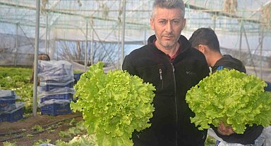 Bilecik'te 1 milyon 126 bin adet marul fidesi dağıtılacak