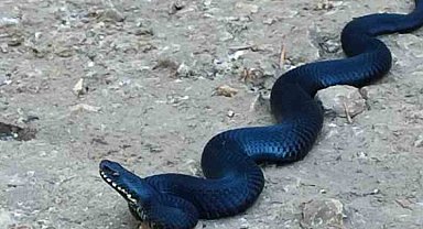 Bilecik'te zehirli baran engerek yılanı görüldü