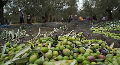 Bilinenin aksine siyah ve yeşil zeytin ağaçları ayrı değil