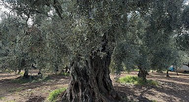 Bin 700 yıllık zeytin ağaçları hala ürün veriyor