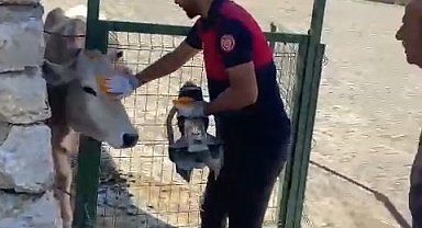 Bingöl'de demir kapıya sıkışan inek kurtarıldı