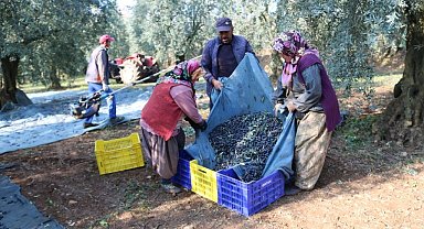 Bir kilo zeytinin maliyeti 34,20 lira