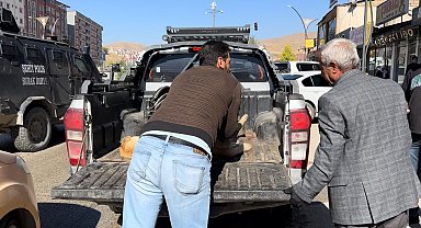 Bitkin düşen köpek tedavi altına aldı