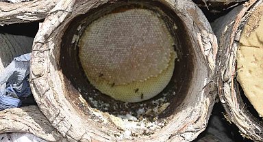 Bitlis'te dünyaca ünlü karakovan balının hasadına devam ediliyor