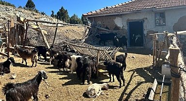 Burdur'da kaybolan 42 küçükbaş hayvan jandarma ekipleri tarafından bulundu