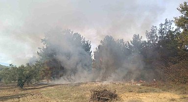 Bursa'da korkutan orman yangını