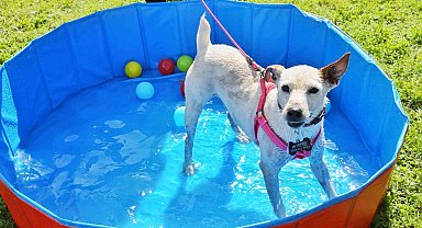 Can dostlar yeni yuvalarına kavuştu