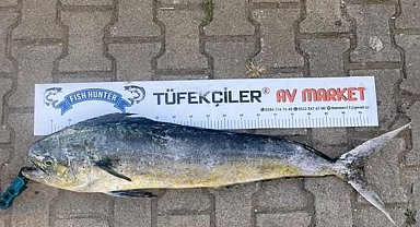 Çanakkale'de amatör balıkçıdan dev lambuka