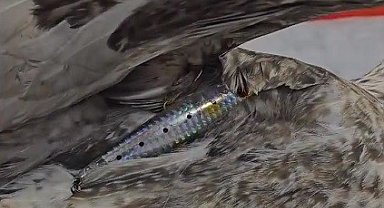 Çanakkale'de maket balık saplanan yaralı martıya DKMP ekipleri sahip çıktı