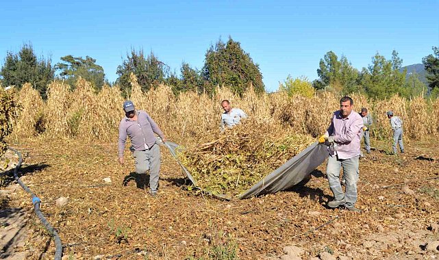Çandır fasulyesinin hasat zamanı