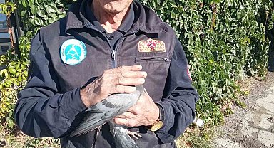 Çatıya sıkışan güvercini itfaiye kurtardı