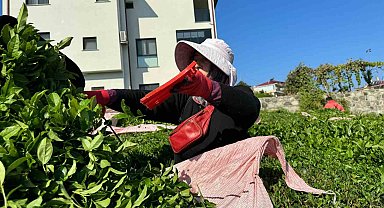 Çayda 4. sürgün geldi, üreticilerin yüzü güldü