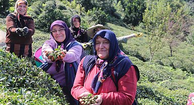 Çayın yaprağı da çöpü de tohumu da para ediyor