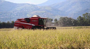 Çeltik üreticilerinin kokarca endişesi