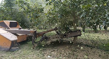 Ceviz hasadından 60 bin ton rekolte bekleniyor