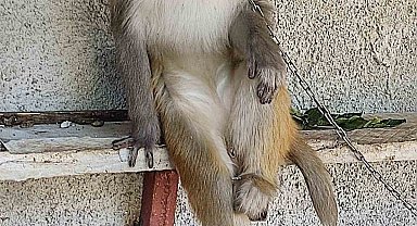 Çocuğu ısıran maymunun sahibine 41 bin 817 lira para cezası