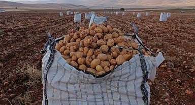 Darende'de patates hasadına başlanıldı