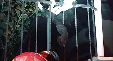 Demir korkuluklara sıkışan kediyi itfaiye kurtardı