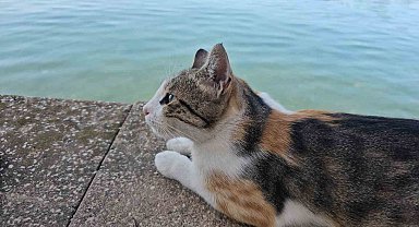 Deniz kenarında kanları gören polisi aradı, hayvanseverler tepki gösterdi