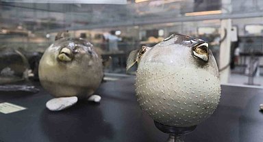 Denizlerdeki 400 farklı canlı türü İzmir'de meraklıları için sergileniyor