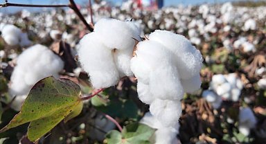 Denizli'de beyaz altın hasadı başladı