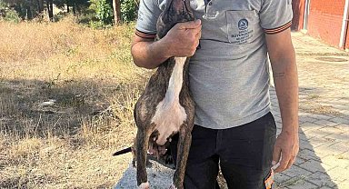 Denizli'de yasak ırk köpekler uygun şartlarda bakılıyor