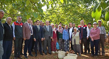 Denizli'nin ceviz üretiminde yüzde 46 artış bekleniyor