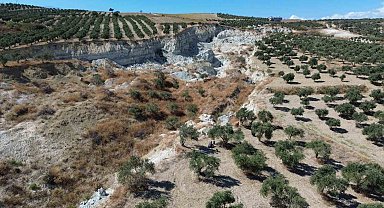 Depremin büyüklüğünü gösteren devasa yarığın ikiye ayırdığı bahçede tedirgin eden zeytin hasadı
