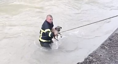 Dereye düşen köpeği boğulmaktan itfaiye ekipleri kurtardı